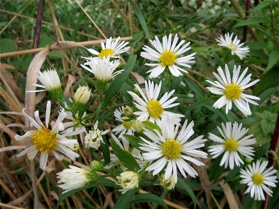 Einjähriges Berufkraut (Erigeron annuus) im Hockenheimer Rheinbogen