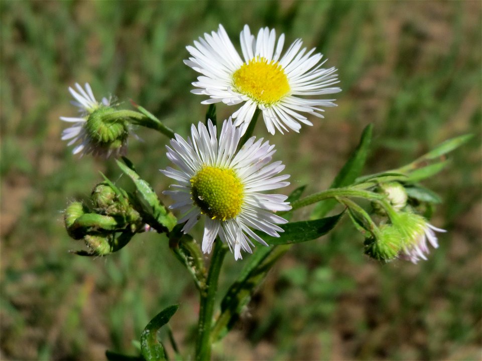 Einjähriges Berufkraut (Erigeron annuus) in Hockenheim