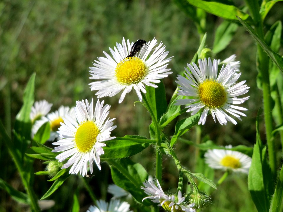 Feinstrahl (Erigeron annuus) auf dem Saupferchbuckel im Schwetzinger Hardt