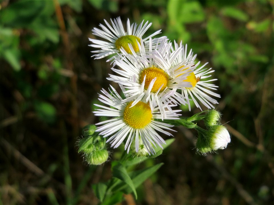 Feinstrahl oder Einjähriges Berufkraut (Erigeron annuus) in Hockenheim