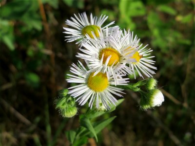 Feinstrahl oder Einjähriges Berufkraut (Erigeron annuus) in Hockenheim photo