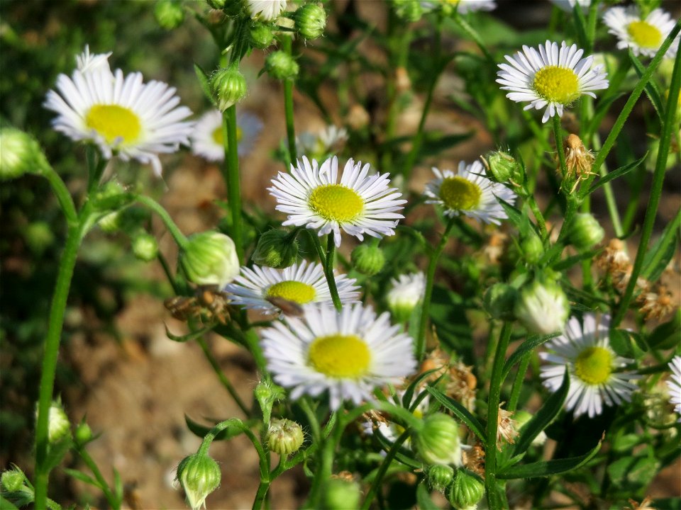 Einjähriges Berufkraut (Erigeron annuus) auf einem Sandhügel einer Baustelle in Hockenheim