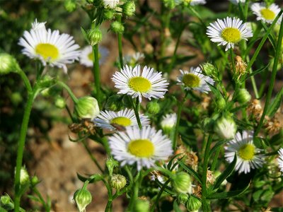 Einjähriges Berufkraut (Erigeron annuus) auf einem Sandhügel einer Baustelle in Hockenheim