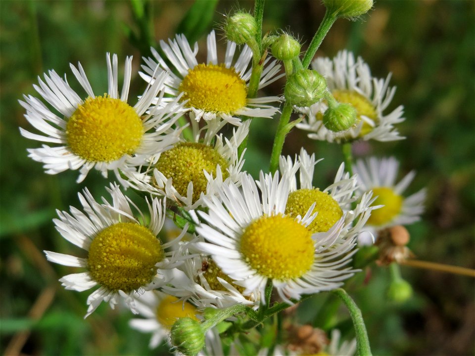 Feinstrahl (Erigeron annuus) am Bahnhof Wiesental