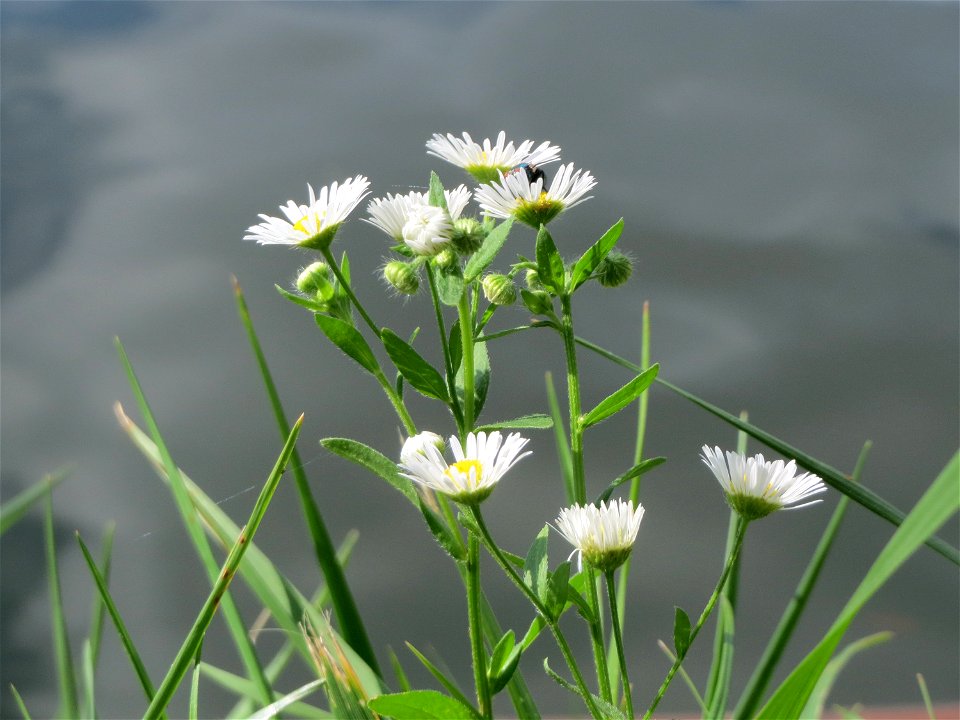 Einjähriges Berufkraut oder Feinstrahl (Erigeron annuus) an der Saar in Saarbrücken
