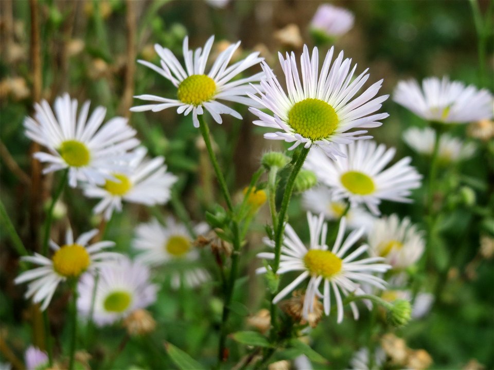 Einjähriges Berufkraut (Erigeron annuus) in Hockenheim-Talhaus