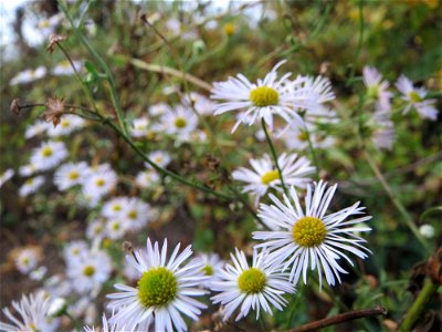 Einjähriges Berufkraut (Erigeron annuus) in Hockenheim