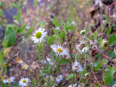 Einjähriges Berufkraut (Erigeron annuus) in Hockenheim