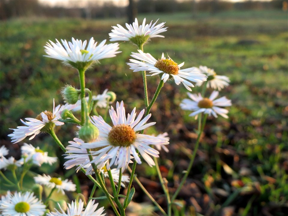 Einjähriges Berufkraut (Erigeron annuus) in Hockenheim