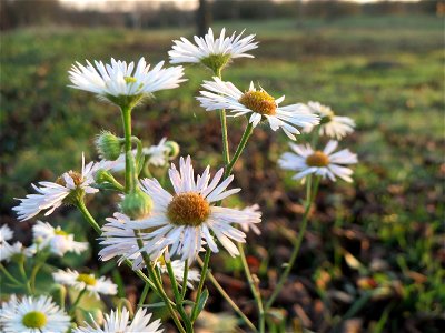 Einjähriges Berufkraut (Erigeron annuus) in Hockenheim