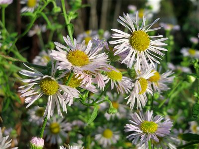 Einjähriges Berufkraut (Erigeron annuus) in Hockenheim