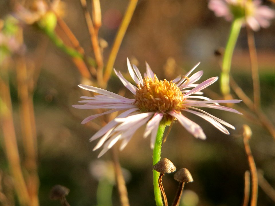 Einjähriges Berufkraut (Erigeron annuus) in Hockenheim