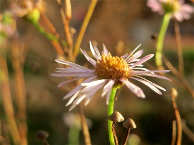 Einjähriges Berufkraut (Erigeron annuus) in Hockenheim