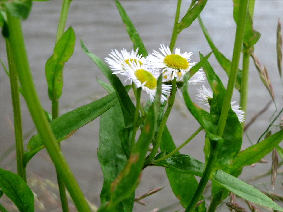 Feinstrahl (Erigeron annuus) am Staden in Saarbrücken