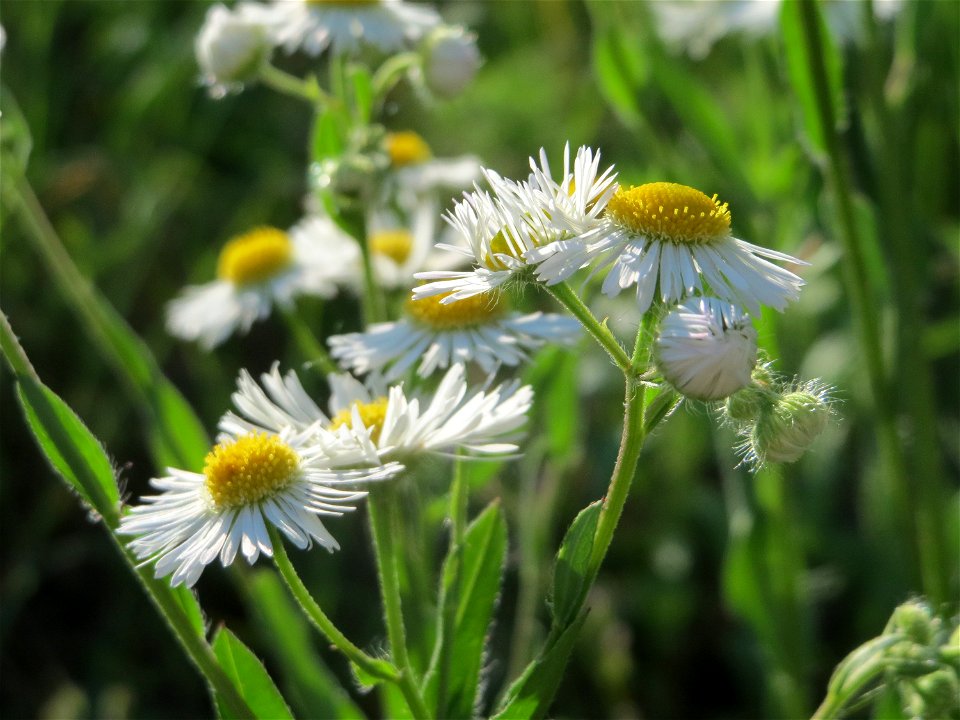 Feinstrahl oder Einjähriges Berufkraut (Erigeron annuus) in Hockenheim