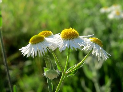 Feinstrahl oder Einjähriges Berufkraut (Erigeron annuus) in Hockenheim