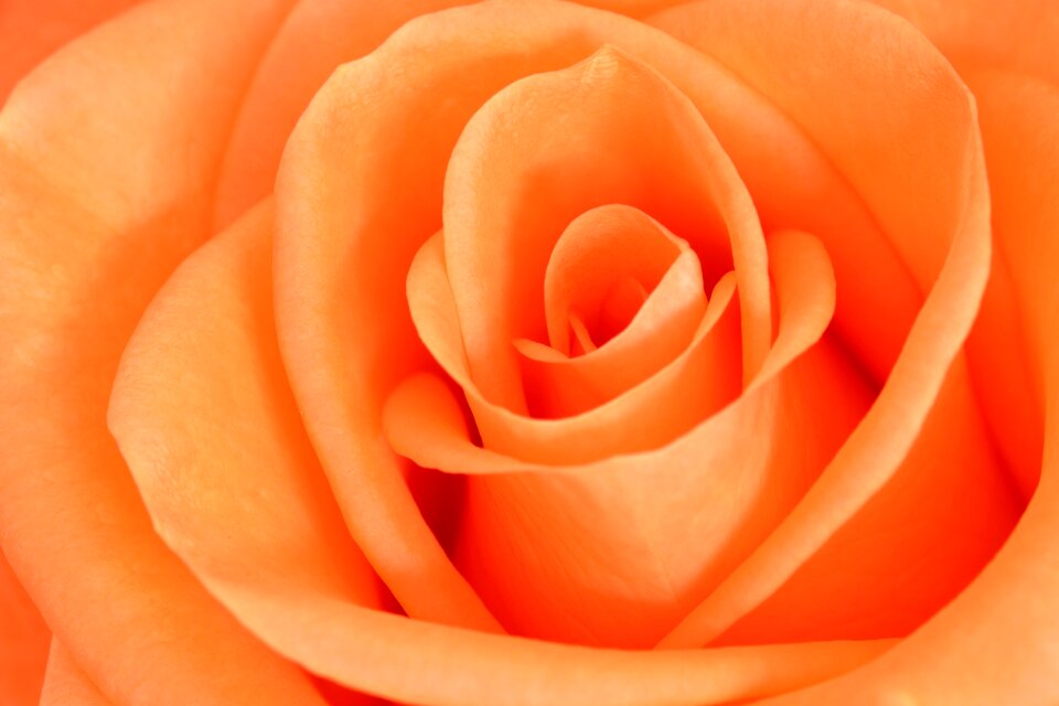 Flower petals rose bloom
