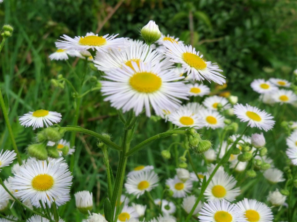 Feinstrahl oder Einjähriges Berufkraut (Erigeron annuus) in Hockenheim