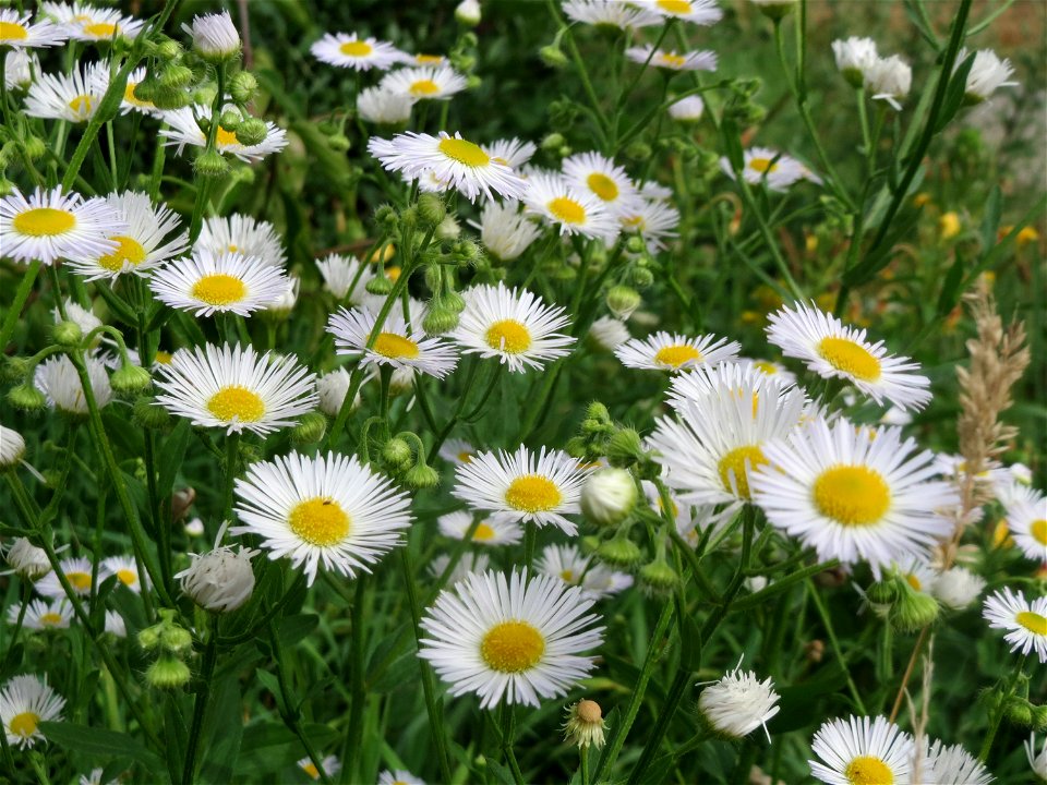 Feinstrahl oder Einjähriges Berufkraut (Erigeron annuus) in Hockenheim