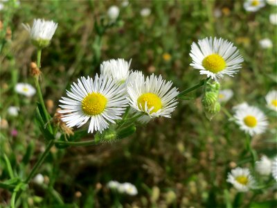 Feinstrahl oder Einjähriges Berufkraut (Erigeron annuus) auf einer Ruderalfläche in Hockenheim-Talhaus