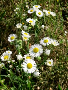 Feinstrahl oder Einjähriges Berufkraut (Erigeron annuus) auf einer Ruderalfläche in Hockenheim-Talhaus
