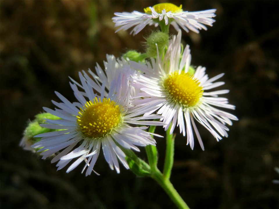 Feinstrahl oder Einjähriges Berufkraut (Erigeron annuus) in Hockenheim