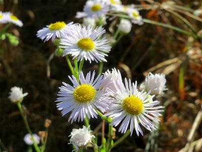 Feinstrahl oder Einjähriges Berufkraut (Erigeron annuus) in Hockenheim