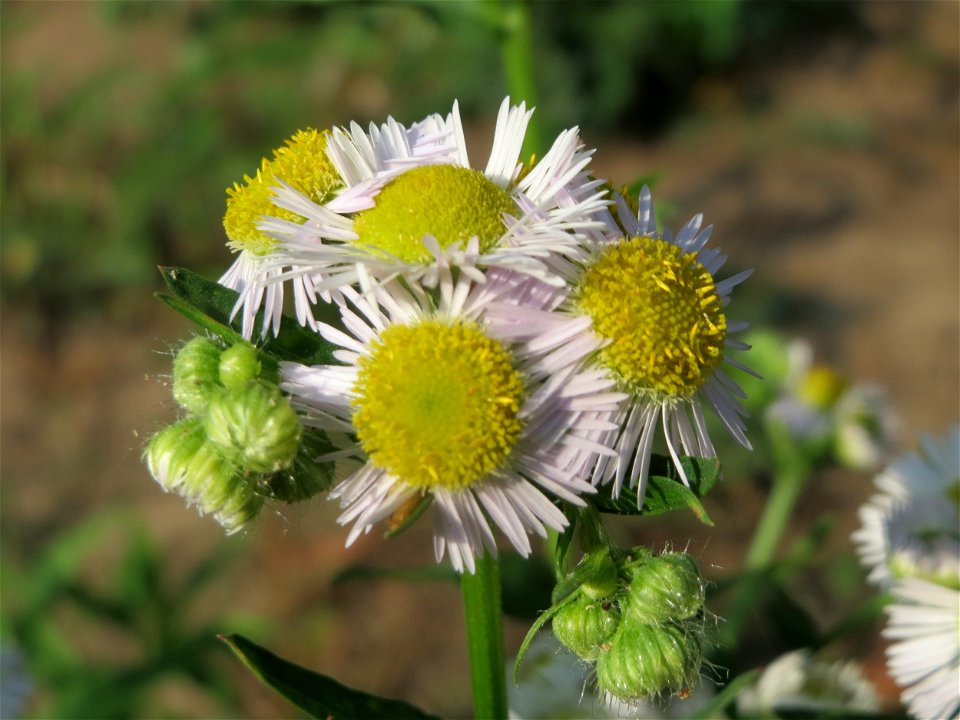 Feinstrahl oder Einjähriges Berufkraut (Erigeron annuus) am Staden in Saarbrücken - nach der Fällung einer Trauerbuche hat sich hier eine kleine Ruderalfläche ausgebildet