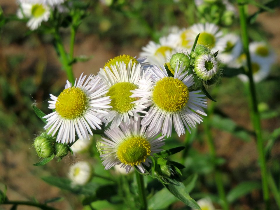 Feinstrahl oder Einjähriges Berufkraut (Erigeron annuus) am Staden in Saarbrücken - nach der Fällung einer Trauerbuche hat sich hier eine kleine Ruderalfläche ausgebildet
