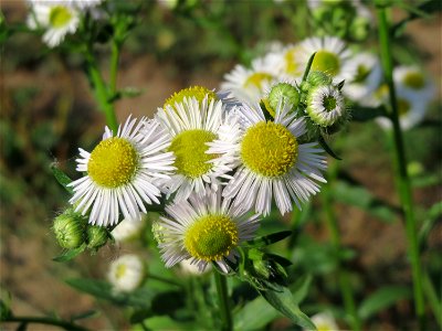 Feinstrahl oder Einjähriges Berufkraut (Erigeron annuus) am Staden in Saarbrücken - nach der Fällung einer Trauerbuche hat sich hier eine kleine Ruderalfläche ausgebildet