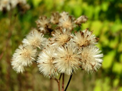 Feinstrahl oder Einjähriges Berufkraut (Erigeron annuus) an der Habsterhöhe in Alt-Saarbrücken