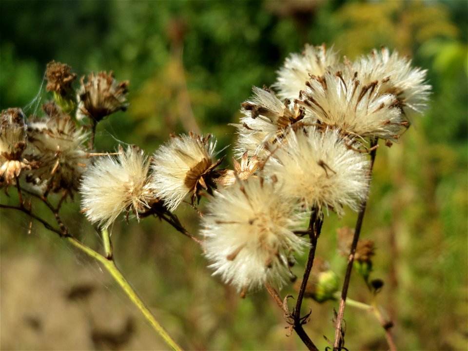 Feinstrahl oder Einjähriges Berufkraut (Erigeron annuus) an der Habsterhöhe in Alt-Saarbrücken
