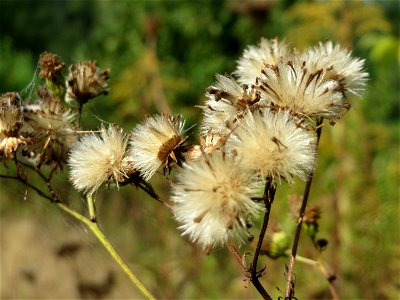 Feinstrahl oder Einjähriges Berufkraut (Erigeron annuus) an der Habsterhöhe in Alt-Saarbrücken
