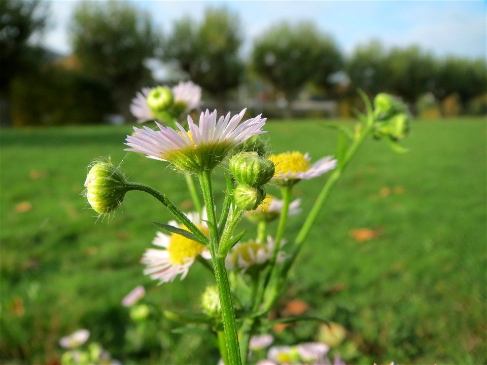 Feinstrahl oder Einjähriges Berufkraut (Erigeron annuus) am Staden in Saarbrücken - nach der Fällung einer Trauerbuche hat sich hier eine kleine Ruderalfläche ausgebildet