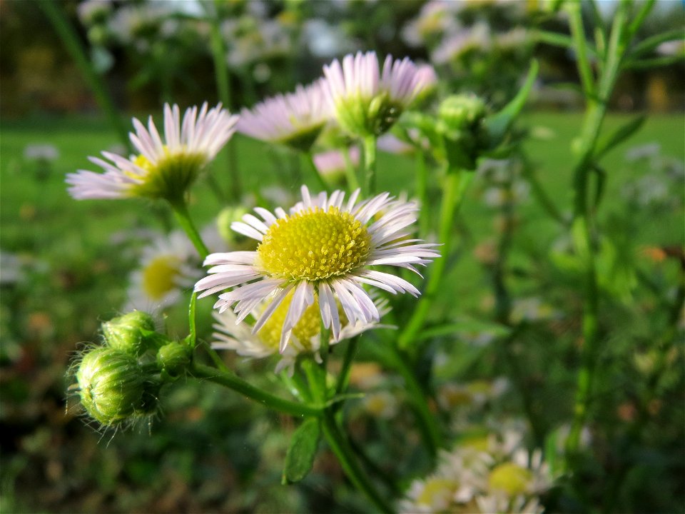 Feinstrahl oder Einjähriges Berufkraut (Erigeron annuus) am Staden in Saarbrücken - nach der Fällung einer Trauerbuche hat sich hier eine kleine Ruderalfläche ausgebildet
