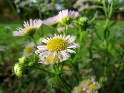 Feinstrahl oder Einjähriges Berufkraut (Erigeron annuus) am Staden in Saarbrücken - nach der Fällung einer Trauerbuche hat sich hier eine kleine Ruderalfläche ausgebildet