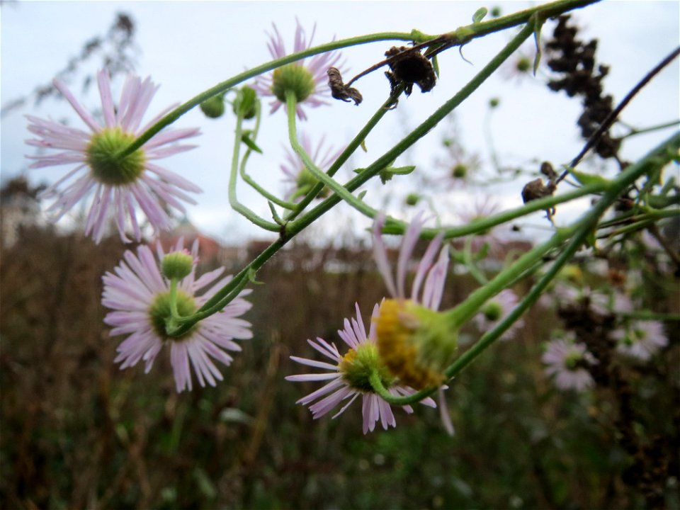 Feinstrahl oder Einjähriges Berufkraut (Erigeron annuus) an einer Ruderal-Stelle am Messplatz in Hockenheim