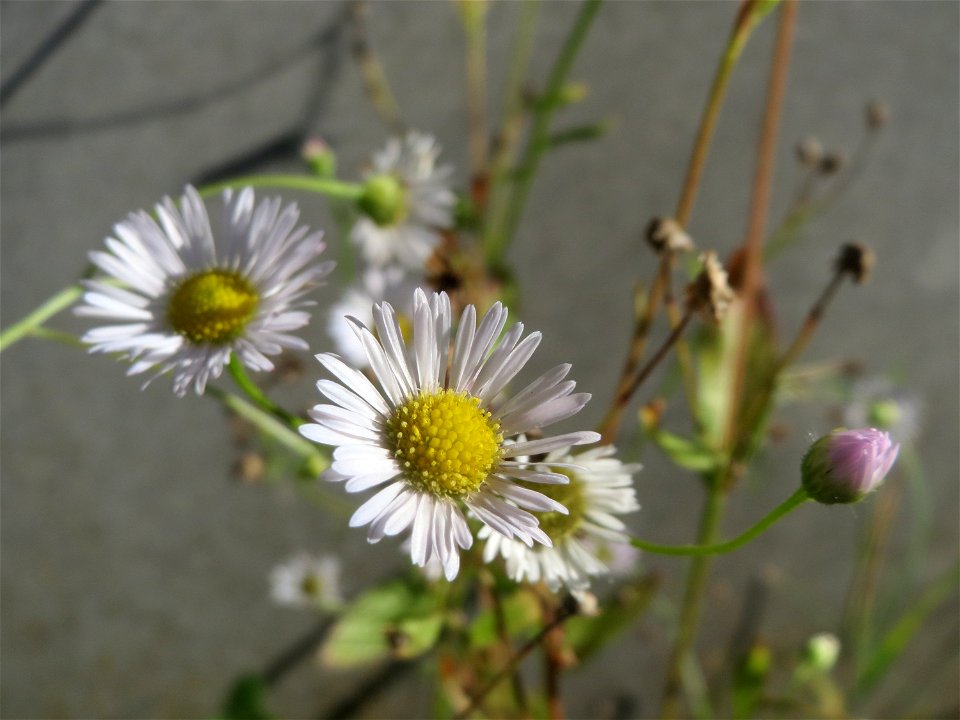 Feinstrahl (Erigeron annuus) in St. Ingbert