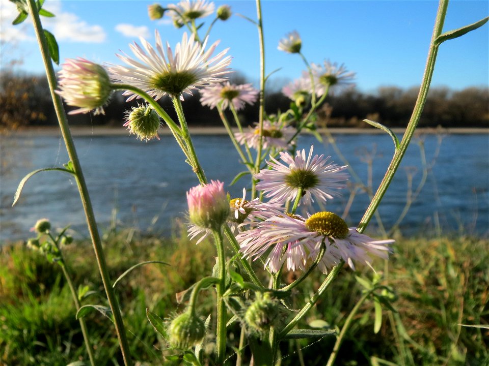 Feinstrahl oder Einjähriges Berufkraut (Erigeron annuus) am Rhein bei Altlußheim