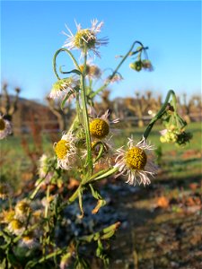 Feinstrahl oder Einjähriges Berufkraut (Erigeron annuus) am Staden in Saarbrücken - nach der Fällung einer Trauerbuche hat sich hier eine kleine Ruderalfläche ausgebildet.