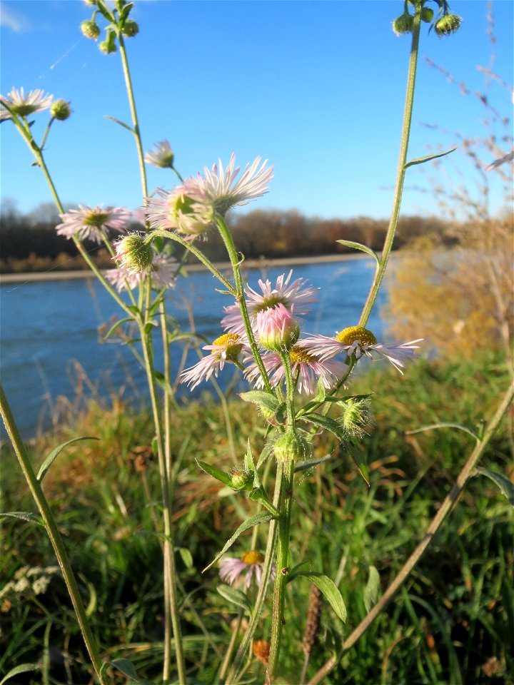 Feinstrahl oder Einjähriges Berufkraut (Erigeron annuus) am Rhein bei Altlußheim