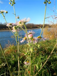 Feinstrahl oder Einjähriges Berufkraut (Erigeron annuus) am Rhein bei Altlußheim