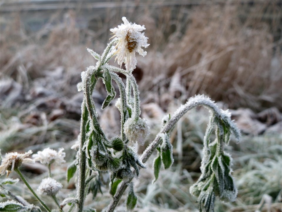 Feinstrahl oder Einjähriges Berufkraut (Erigeron annuus) am Staden in Saarbrücken