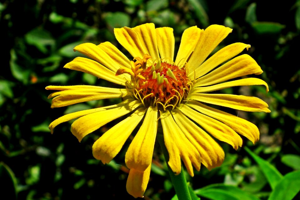Nature summer the petals