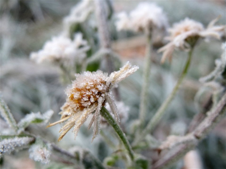 Feinstrahl oder Einjähriges Berufkraut (Erigeron annuus) am Staden in Saarbrücken