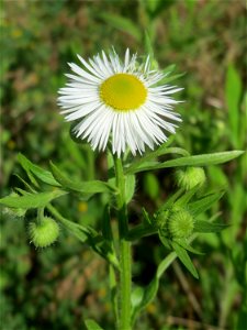Feinstrahl oder Einjähriges Berufkraut (Erigeron annuus) auf einer Parkplatzwiese in Hockenheim