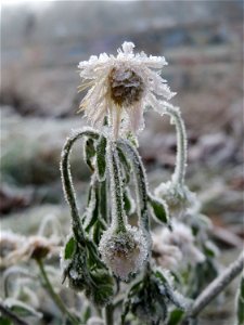 Feinstrahl oder Einjähriges Berufkraut (Erigeron annuus) am Staden in Saarbrücken
