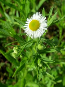 Feinstrahl oder Einjähriges Berufkraut (Erigeron annuus) auf einer Parkplatzwiese in Hockenheim