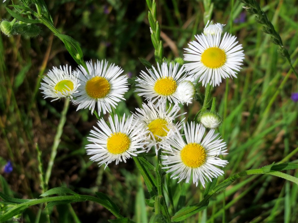 Feinstrahl oder Einjähriges Berufkraut (Erigeron annuus) am Stadtrand von Hockenheim