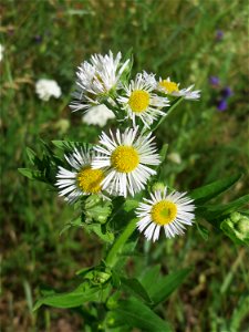 Feinstrahl oder Einjähriges Berufkraut (Erigeron annuus) am Stadtrand von Hockenheim